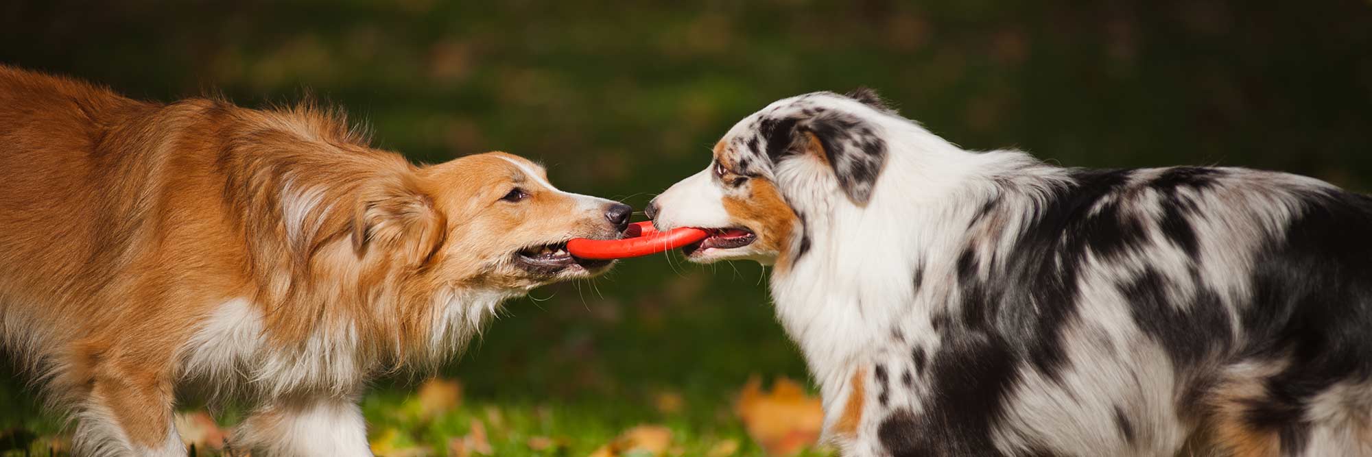two dogs playing tug of war